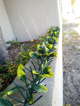 Load image into Gallery viewer, Eina spikes, eina ivy, wall spikes, security spikes