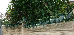 Eina Ivy Security Spikes  Rola Security Spikes security spikes metal spikes clearvu spikes betaview spikes palisade spikes rotating spikes rola spikes starwallspikes vibracrete wall spikes home security hyperstore anticlimb security solutions fencing barbwire electric fencing cctv starwall spikes rotating spikes maximum security crime prevention alarms